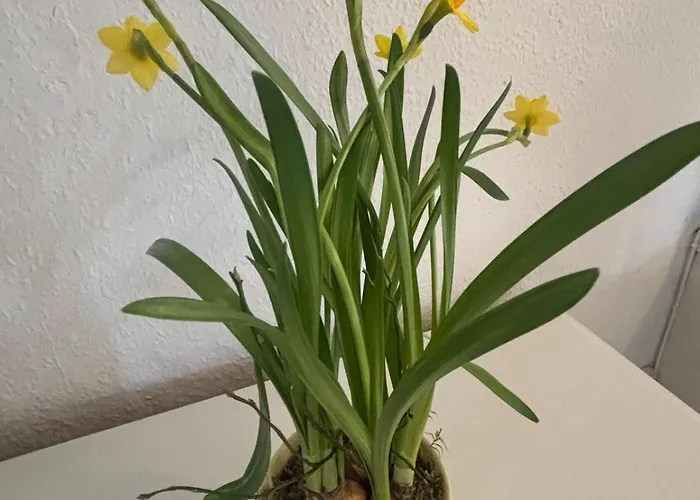 Troldehuset ヴィラ